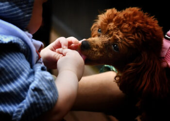 Why does my dog ​​lick my hands?