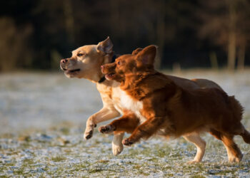 Why is my dog aggressive with other dogs?