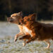 Why is my dog aggressive with other dogs? Why is my dog aggressive with other dogs?