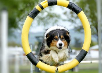 Agility Training for Dogs