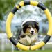 Agility Training for Dogs Agility Training for Dogs