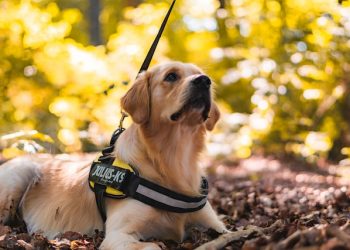 Service Dog Training