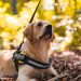 Service Dog Training Service Dog Training