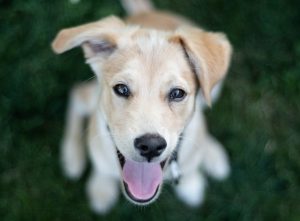 Potty Training for Puppies