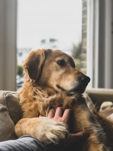 Therapy Dog Training