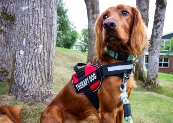 Therapy Dog Training