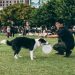 Understanding and Modifying Common Dog Behaviors Understanding and Modifying Common Dog Behaviors