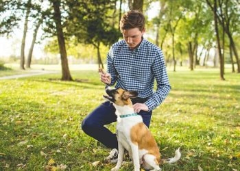 Positive Reinforcement Dog Training