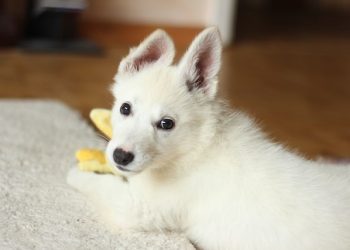 A Step-by-Step Guide to Training Your New Puppy