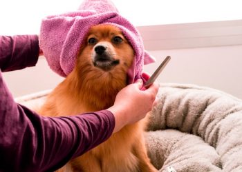 Beginner’s Guide to Dog Grooming