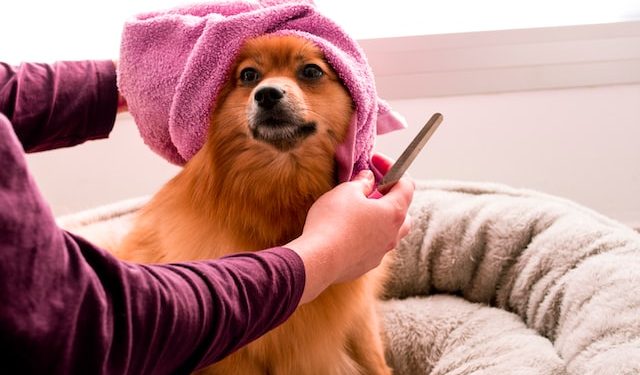 Beginner’s Guide to Dog Grooming