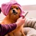 Beginner’s Guide to Dog Grooming