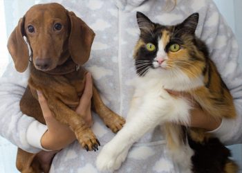 Best Dog Breeds for Apartment Living with a Cat