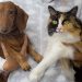 Best Dog Breeds for Apartment Living with a Cat Best Dog Breeds for Apartment Living with a Cat