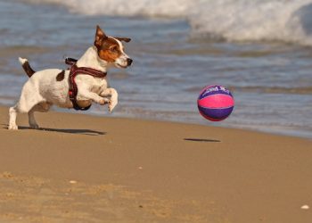 Dog-friendly Vacation Spots