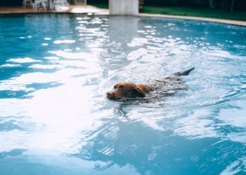 How to Keep Your Dog Cool in Summer