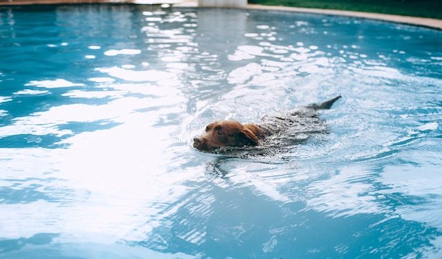 How to Keep Your Dog Cool in Summer