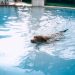 How to Keep Your Dog Cool in Summer How to Keep Your Dog Cool in Summer