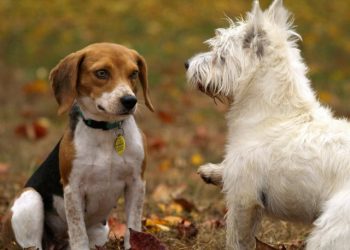 How to Train a New Puppy