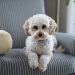 Understanding the Unique Traits of Dog Breeds Understanding the Unique Traits of Dog Breeds