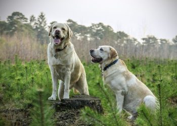 Dog Breed Curiosities