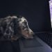 Interesting Dog Behaviors Interesting Dog Behaviors