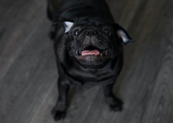 Stop Your Dog’s Barking