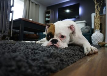 Back-to-School Doggie Blues: Easing the Transition for Your Pup