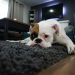 Back-to-School Doggie Blues: Easing the Transition for Your Pup Back-to-School Doggie Blues: Easing the Transition for Your Pup