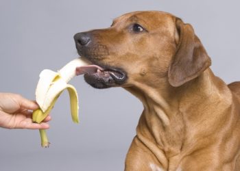 7 Unique Homemade Frozen Treats for Dogs and Their Benefits