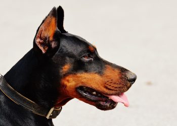 10 Must-Know Tips for First-Time Dog Owners