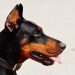 10 Must-Know Tips for First-Time Dog Owners 10 Must-Know Tips for First-Time Dog Owners