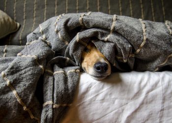 10 simple ways to improve your dog’s behavior