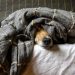 10 simple ways to improve your dog’s behavior 10 simple ways to improve your dog’s behavior