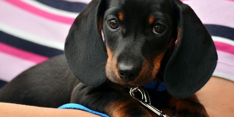 6 essential tips for training your new puppy