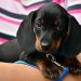 6 essential tips for training your new puppy 6 essential tips for training your new puppy