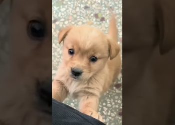 Baby dog#cute puppy barking#4kviral#shorts