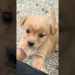Baby dog#cute puppy barking#4kviral#shorts Baby dog#cute puppy barking#4kviral#shorts