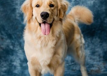 Barking up the Right Tree: Tips for Choosing the Perfect Dog Breed for Your Lifestyle