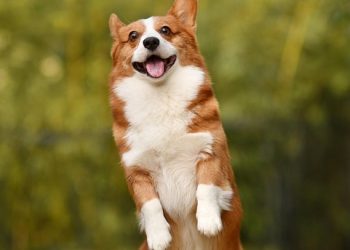 Beginner’s Guide: How to Successfully Train and Socialize Your New Dog