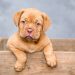 Behind the Wag: A Look at the History and Evolution of Man’s Best Friend Behind the Wag: A Look at the History and Evolution of Man’s Best Friend