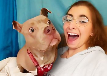 Best Dog Videos of the Decade