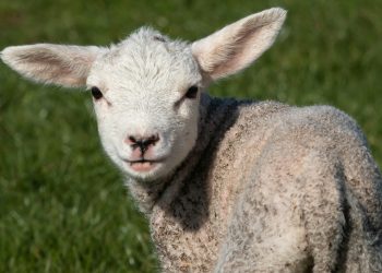 Big victory for animals: Animal welfare included in new Commissioner’s title