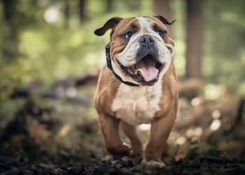 Canine Companionship: Exploring the Emotional Benefits of Owning a Dog