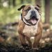 Canine Companionship: Exploring the Emotional Benefits of Owning a Dog Canine Companionship: Exploring the Emotional Benefits of Owning a Dog