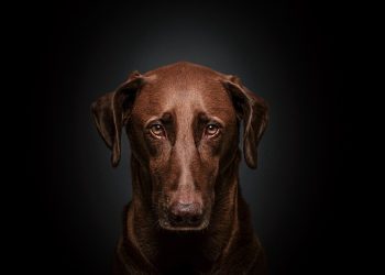 Common mistakes to avoid when caring for your dog