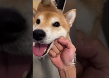 Dog Owner ABUSES his Shiba Inu