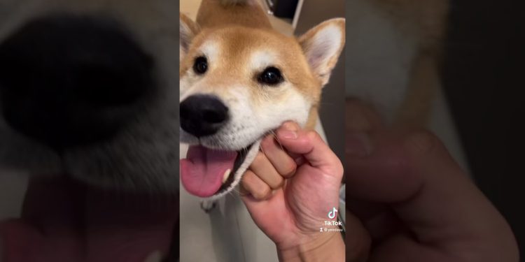 Dog Owner ABUSES his Shiba Inu