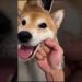 Dog Owner ABUSES his Shiba Inu Dog Owner ABUSES his Shiba Inu