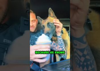 Dog's Epic Reaction to Pup Cup 😂 #shorts